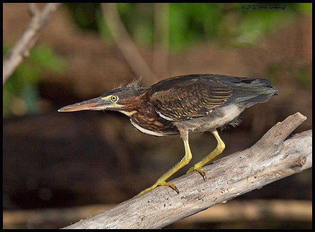 _2SB4036 green heron.jpg